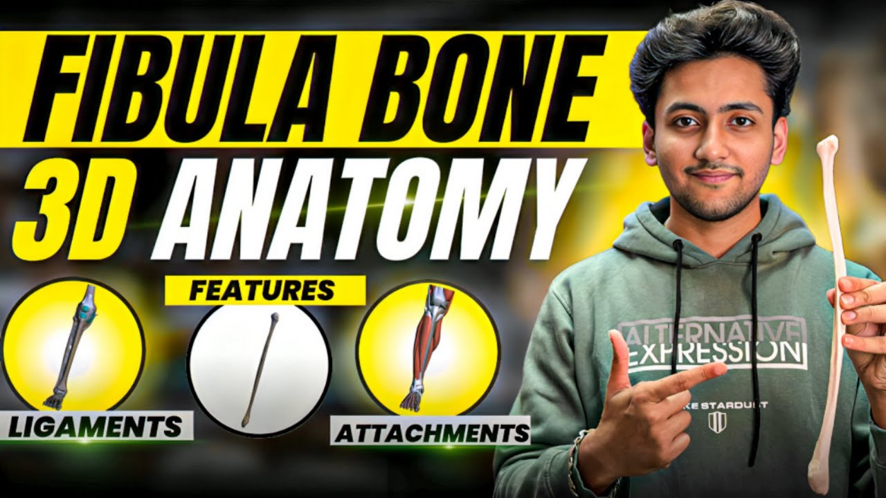 Fibula Bone Anatomy 3D - Lower Limb | Attachments of Fibula, Ligaments & Features | MBBS World