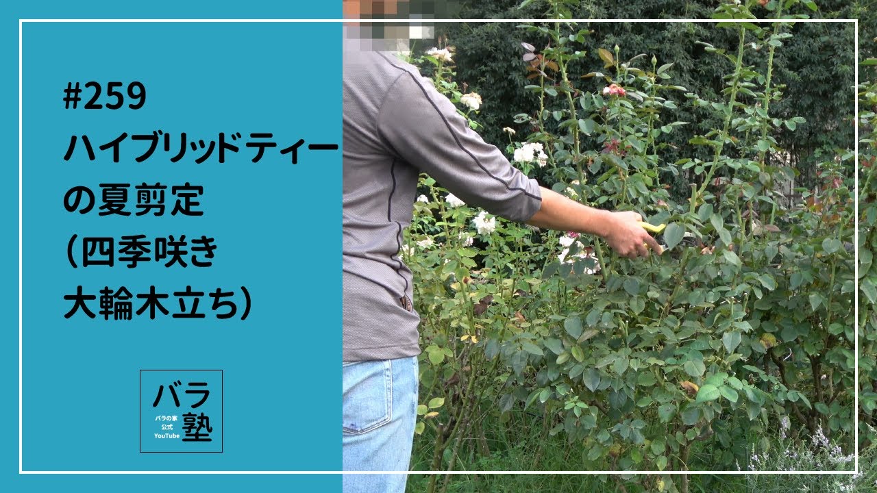 #259 ハイブリッドティーの夏剪定（四季咲き 大輪木立ち）