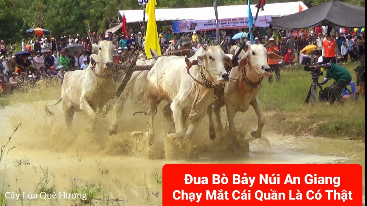 Đua Bò Bảy Núi Chanh CÚP Mới Nhất 2023 Đầy Kịch Tính ,Hơn 5000 Người Xem