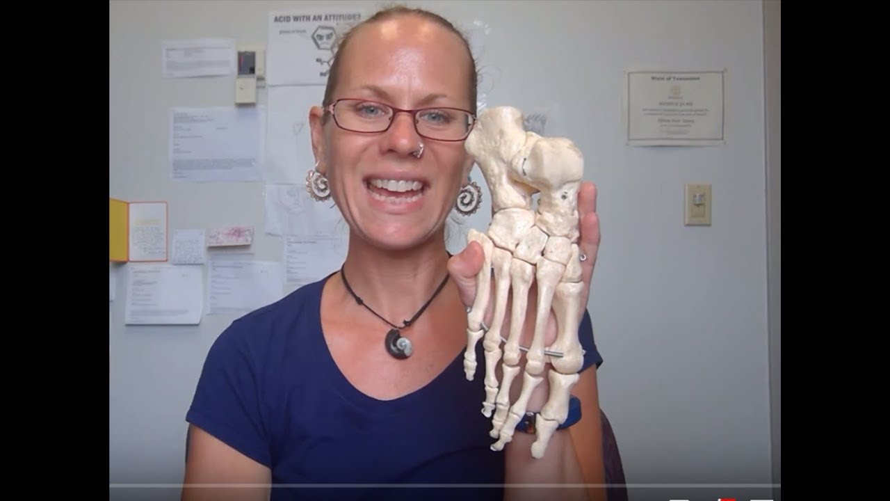 Human Anatomy 1 Lab:  Right foot