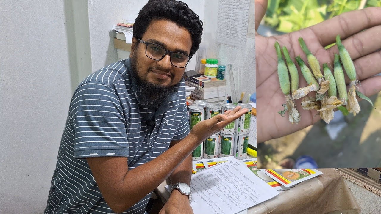 শসার জালি পচা রোগ। শসার জালি কেন সেট হয় না।