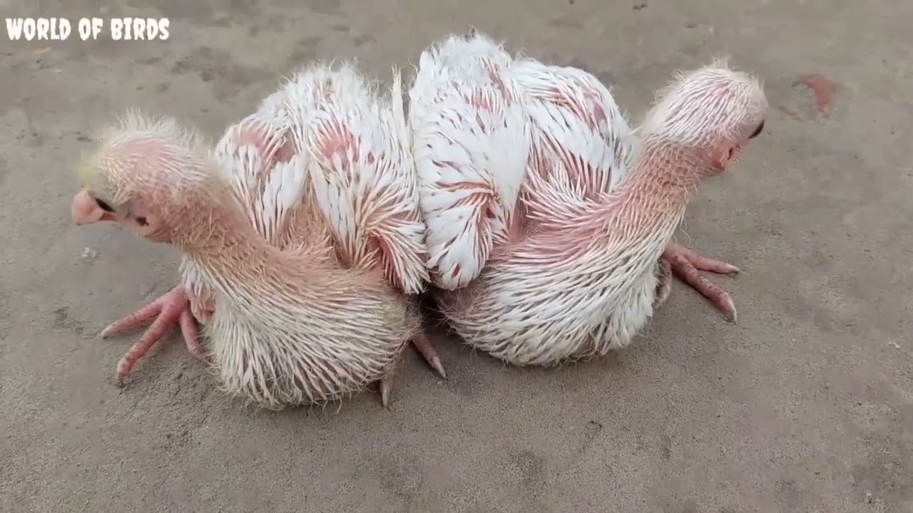 Baby White Pigeon || Video How do baby|| pigeons grow up