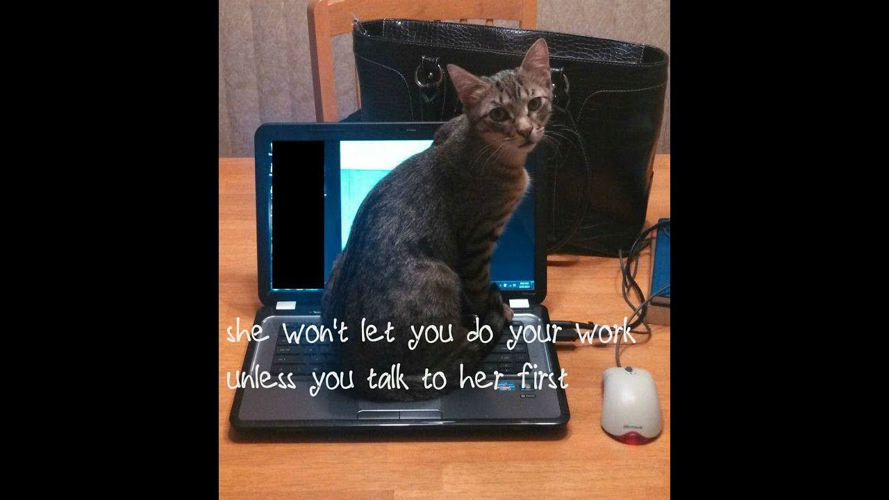Hilarious Examples Of Cat Logic