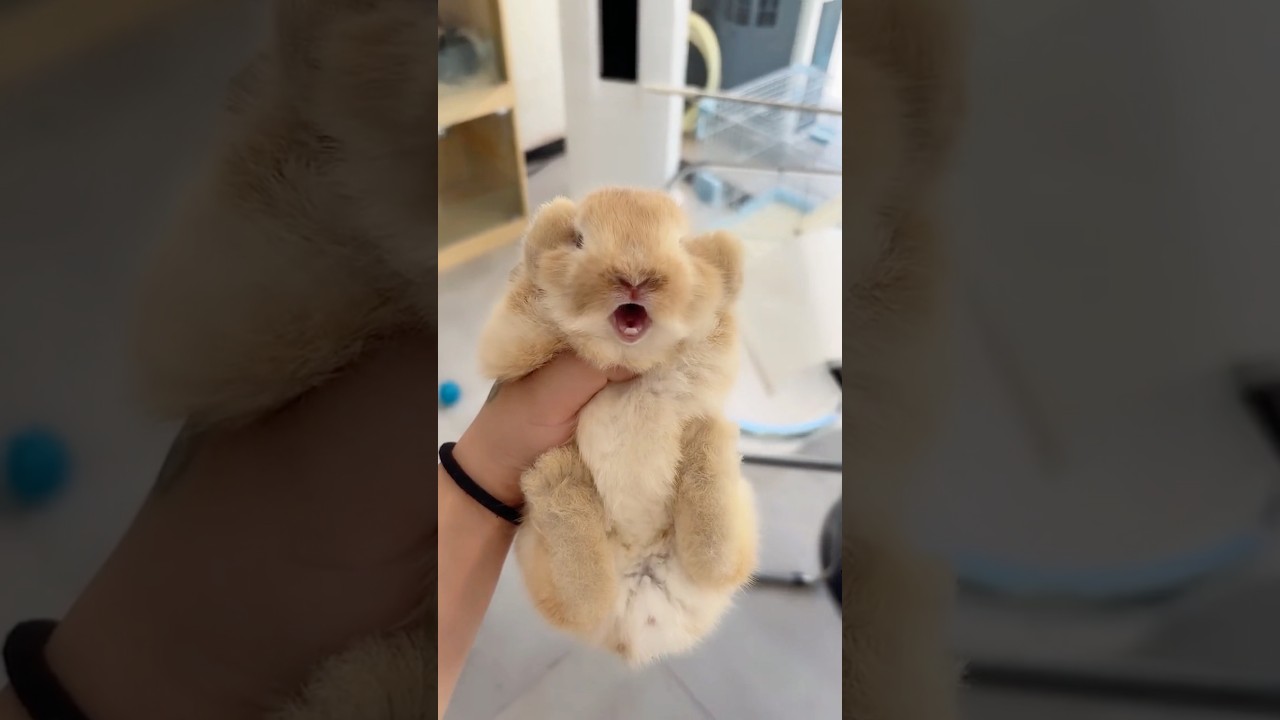 Evil bunny #funnyshorts #animals #cute #funnyvideo #fyp #usa #rabbit #bunny #funnyshorts #foryou