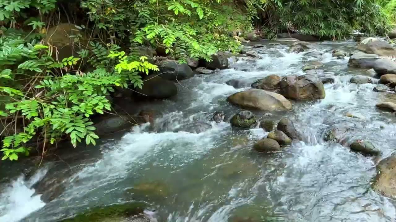 Forest River Soundscape | Flow Back to Calm