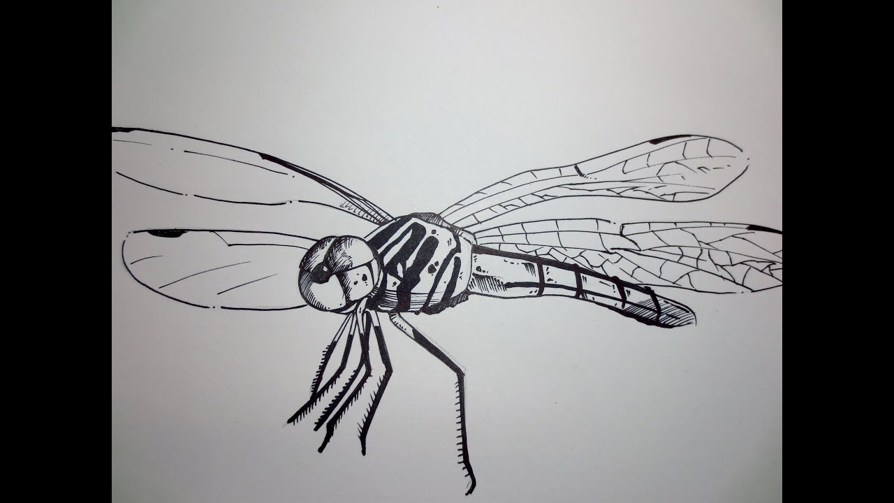 How To Draw A Dragonfly