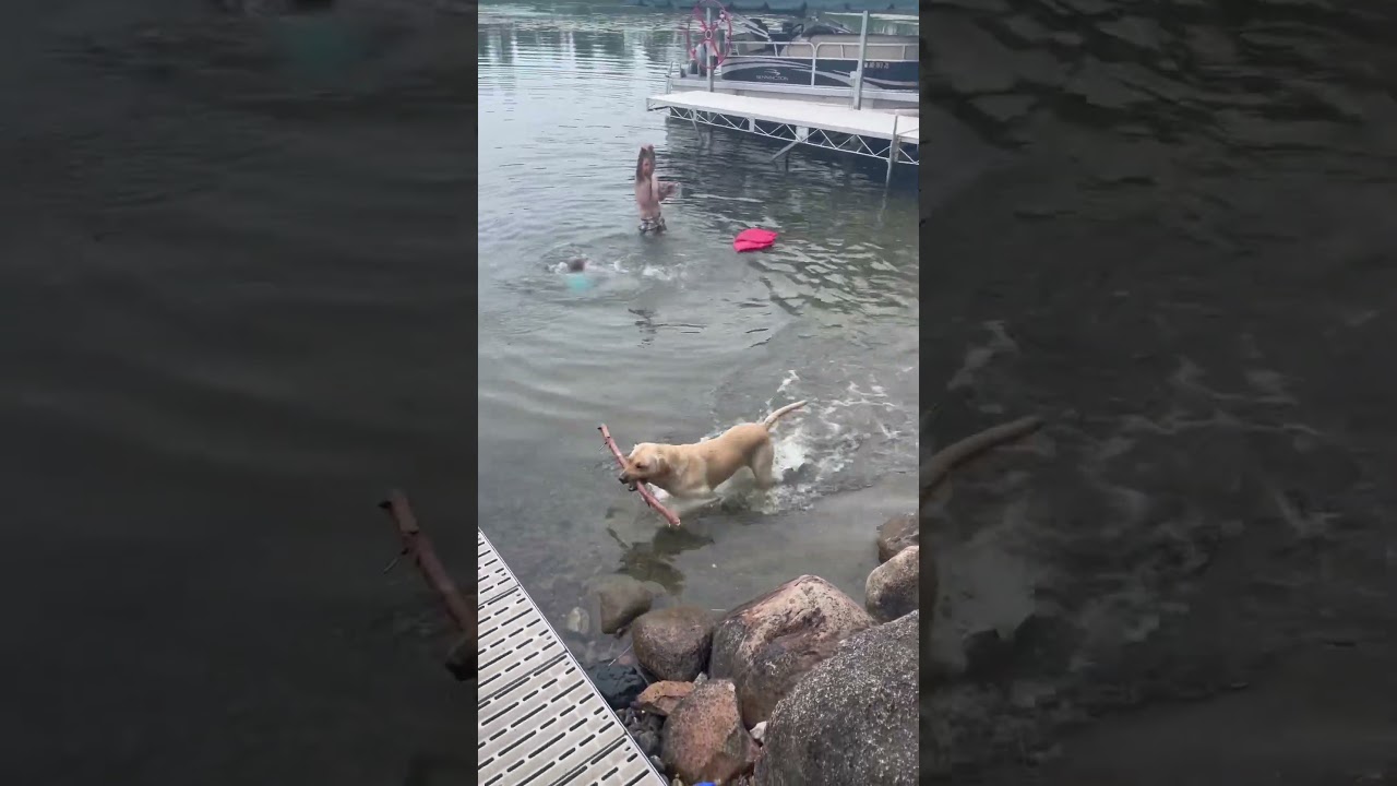 Yellow lab that loves to jump off docks!