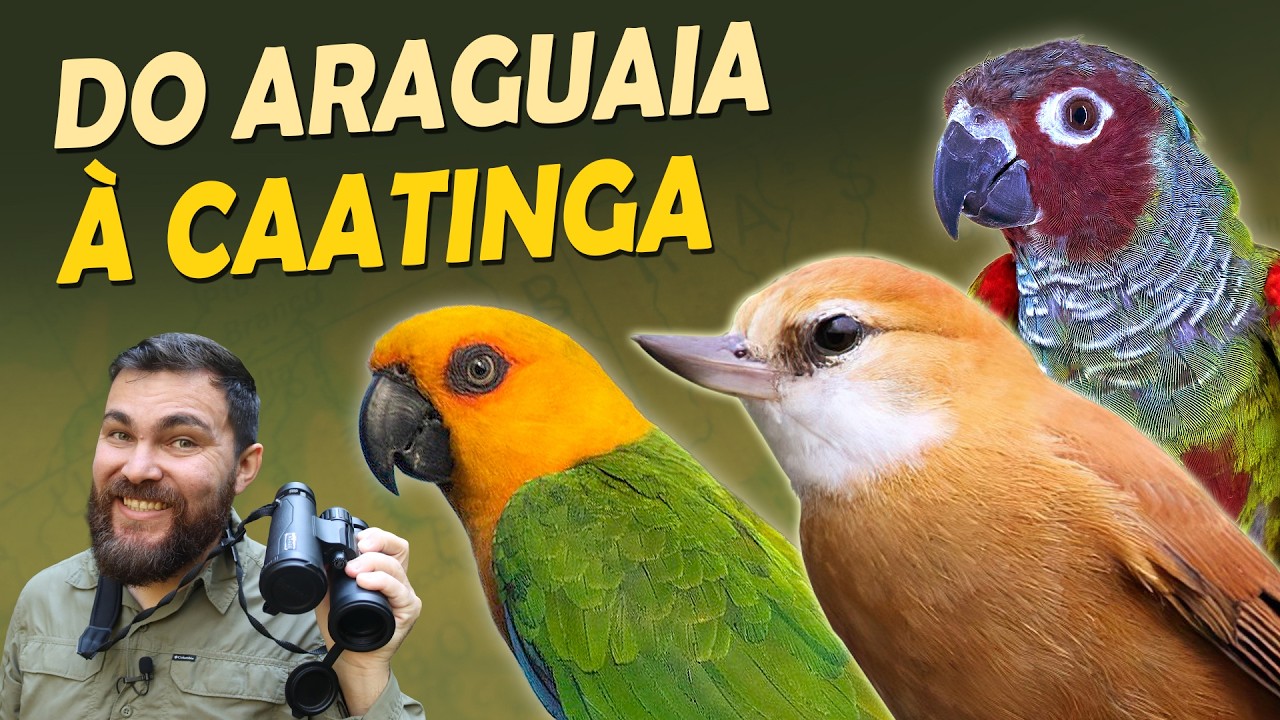Aves do Brasil: Do Araguaia às raridades da Caatinga | COMPILADO