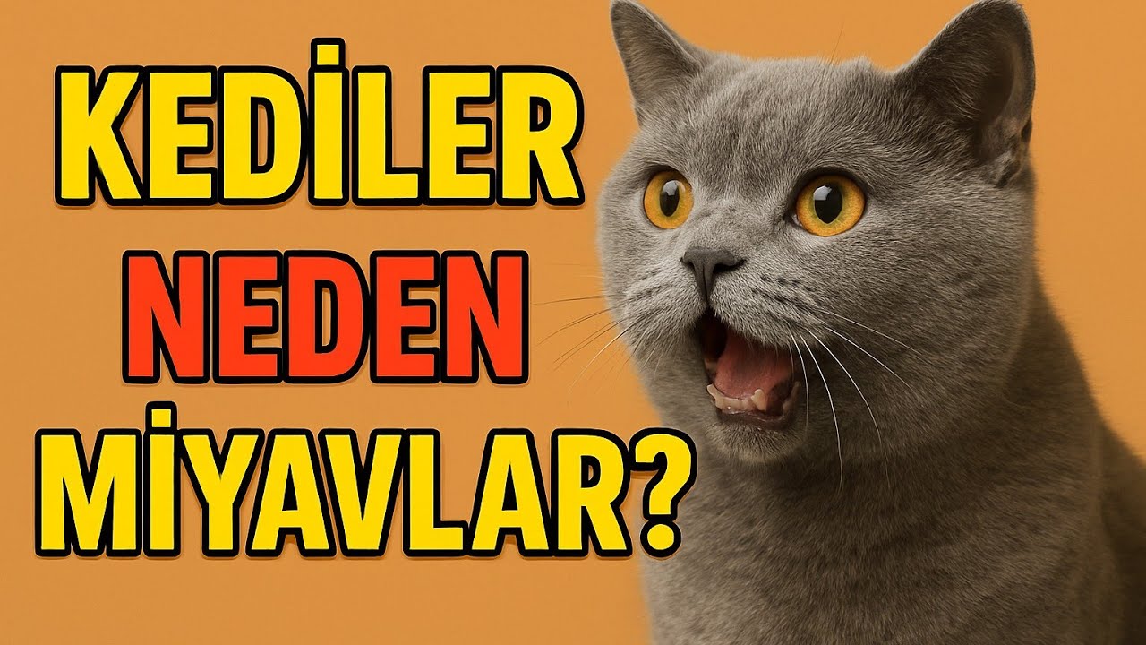 Kediler Neden Miyavlar? İşte Sevimli Dostlarımızın Gizli Dilleri