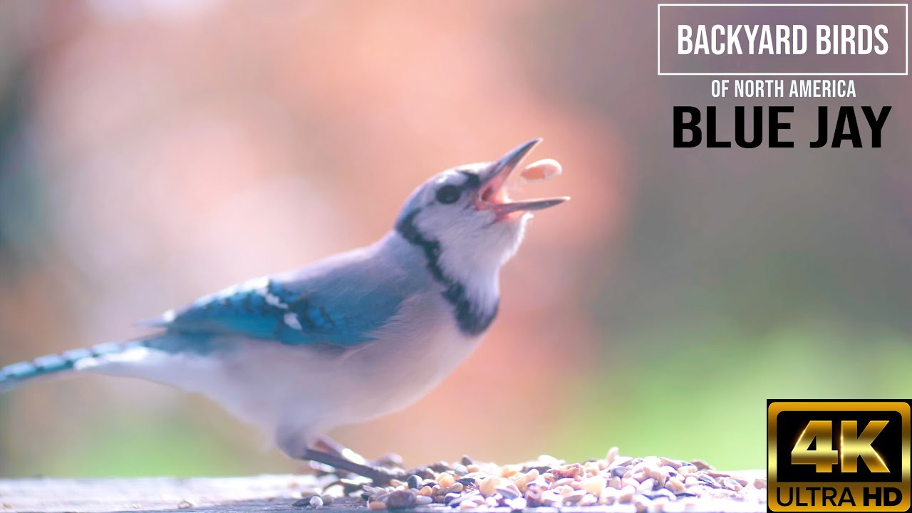 Blue Jay close up 4k video - backyard birds of North America ( USA )