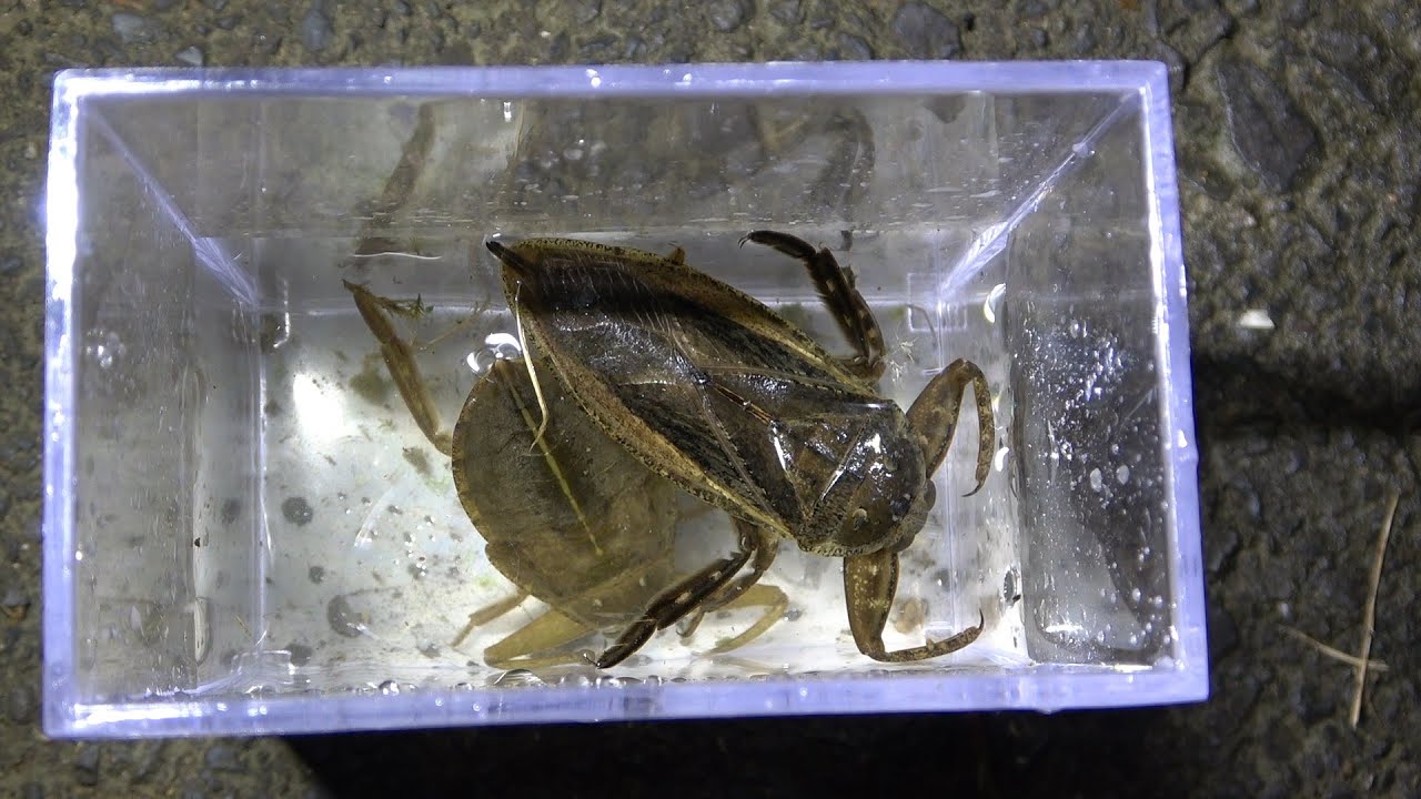 タガメが生息する沼で夜に虫取りしたら&hellip;最高だった