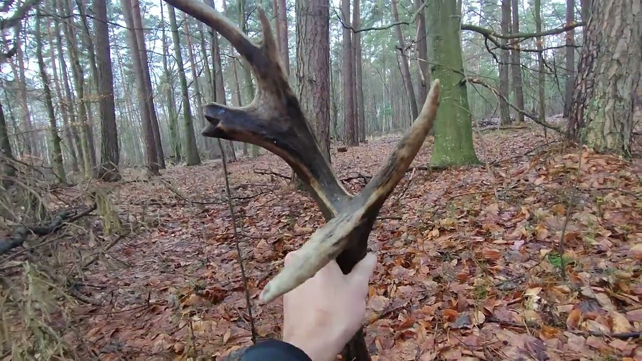 Zrzuty jeleni 2024 Para 14-staka, znalezione blisko siebie 🌲