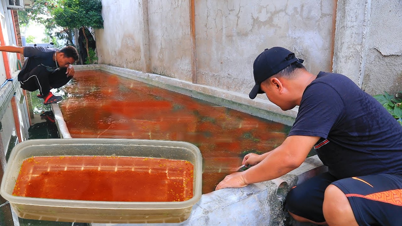 I Feed my days old koi babies with live food ( First feeding) │KOI BREEDING Episode 3