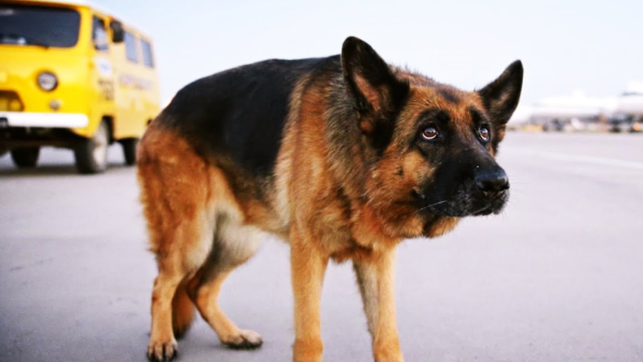 【忠犬帕尔玛】狗子被狠心主人抛弃机场，它劫飞机，咬保安，苦苦等待两年「一语道破电影」