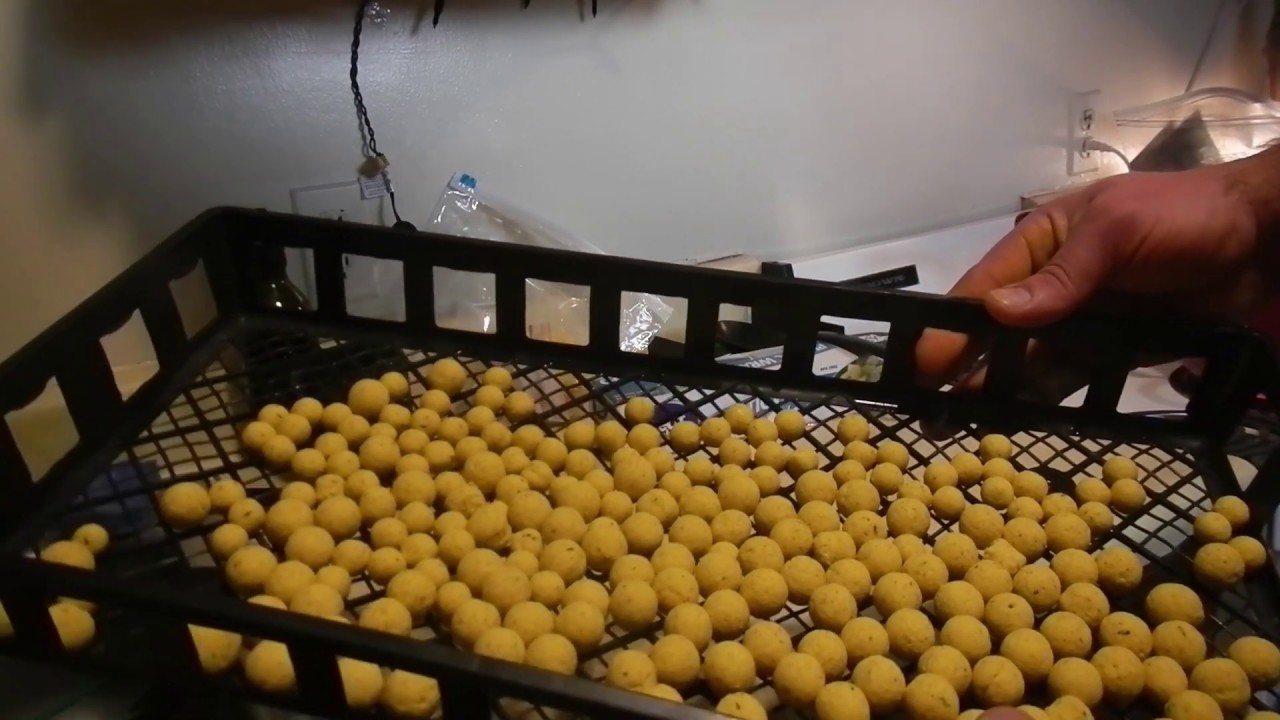 Making Boilies with Brian Verbitskey 2019