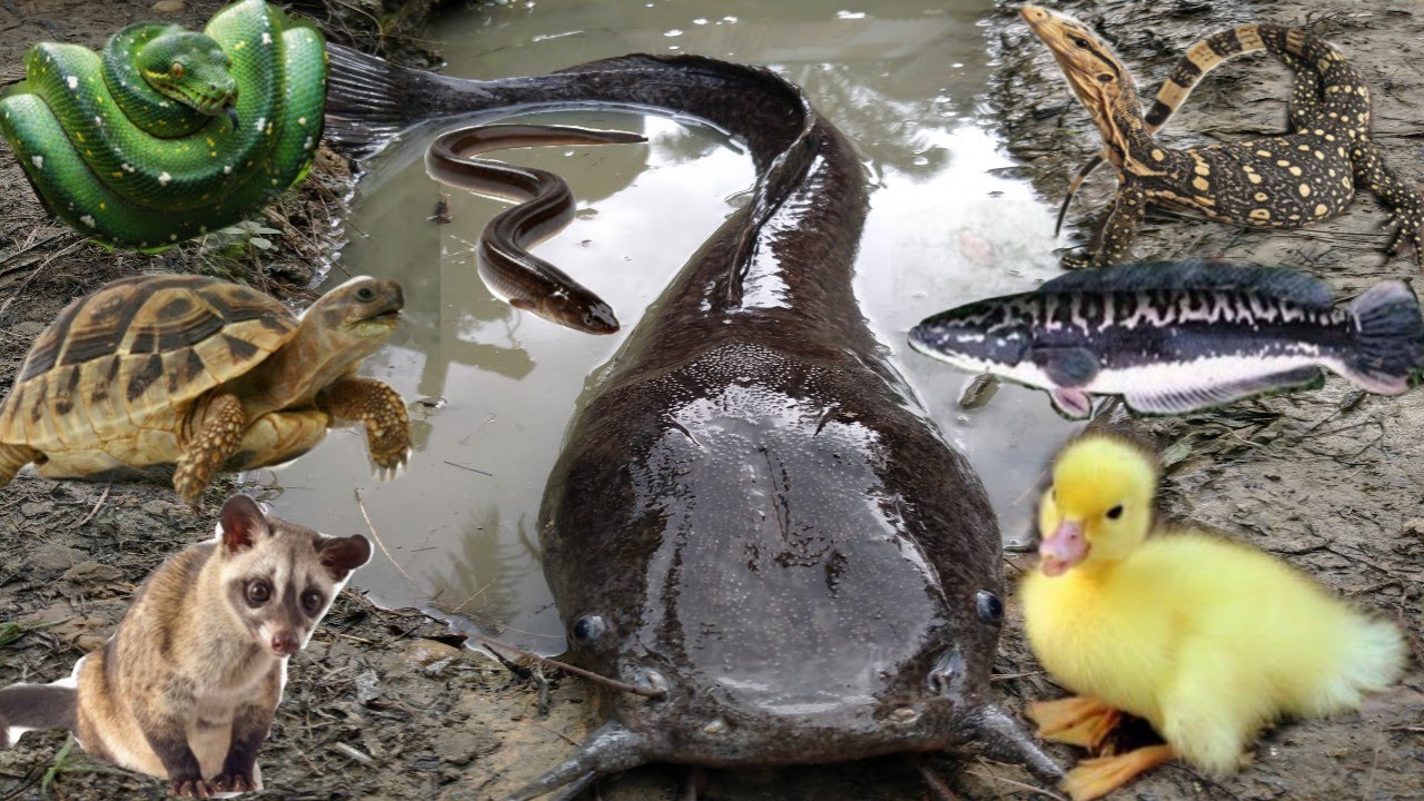 Wow Amazing! Tangkap ikan lele besar, ikan toman, belut, bebek, sapi, musang, keong, bunglon,  ular