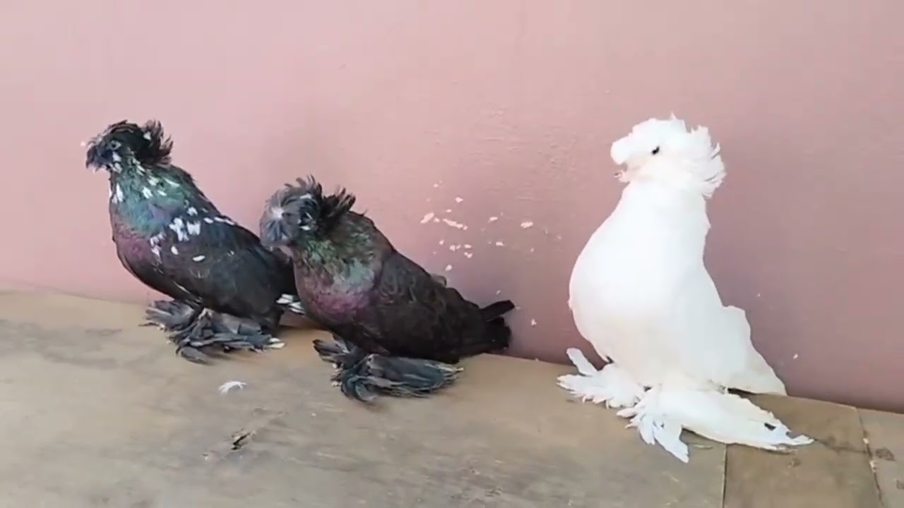 Fancy pegion sale in India all india delivery #pigeon #youtube 
