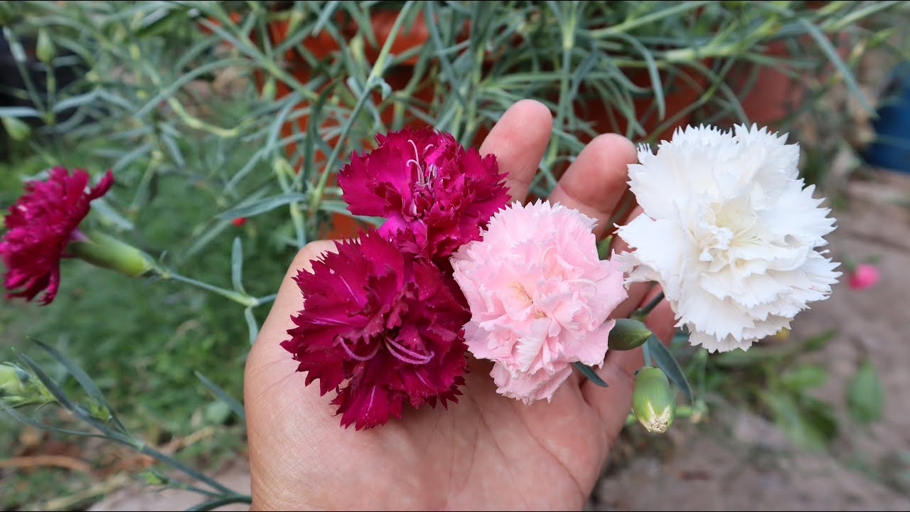 resultado final de la siembra de semillas de Claveles - Dianthus caryophyllus  - cuidados