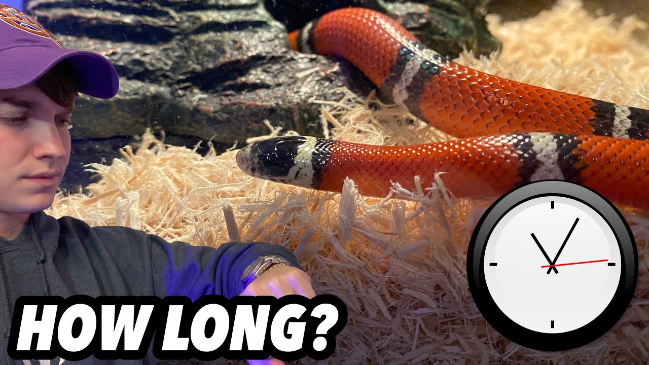 How Long Can You Leave Your Snake Alone Over The Holidays?