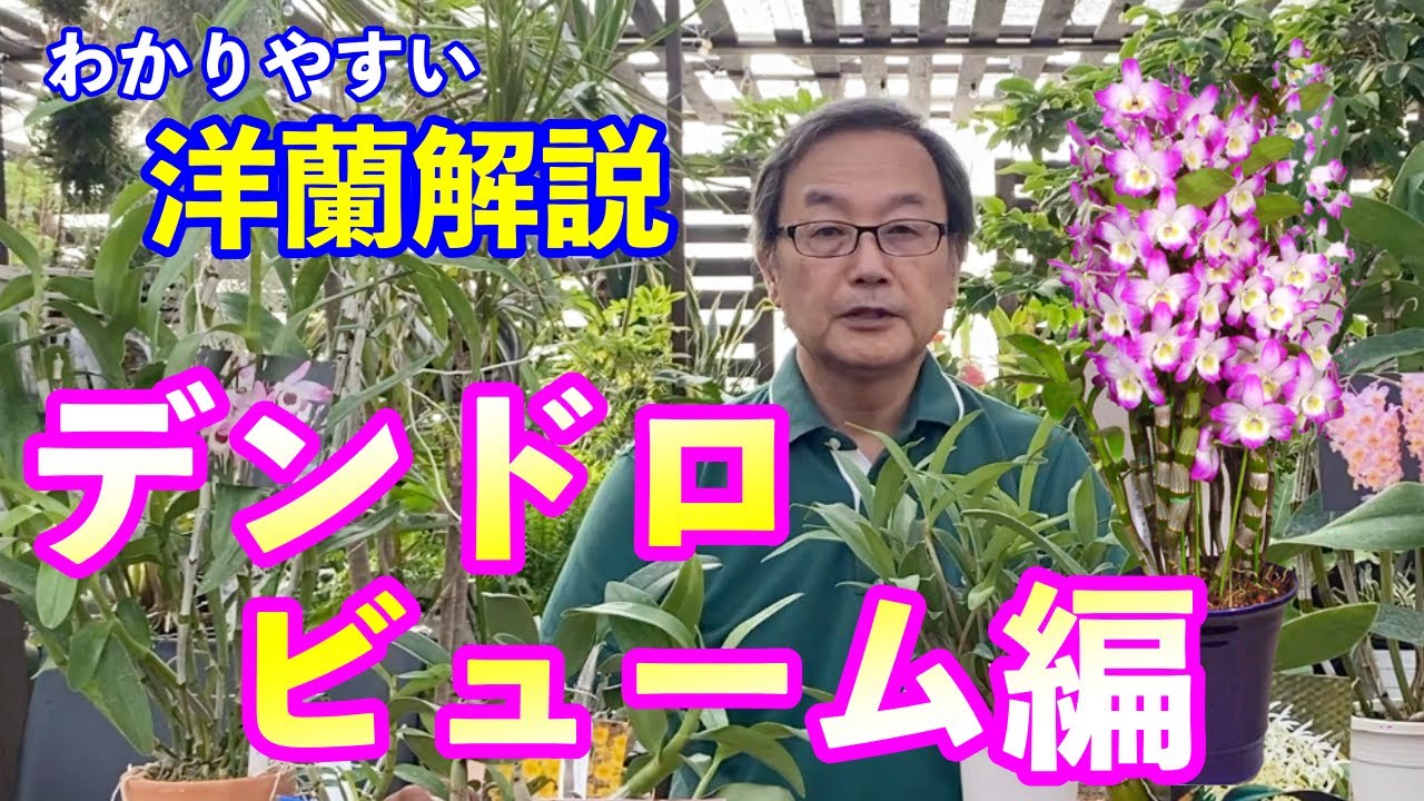 【洋蘭】デンドロビュームって何？基礎から咲かせ方まで解説します