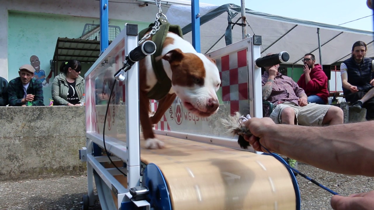 3rd APBT SHOW, CROATIA 2017, SISAK