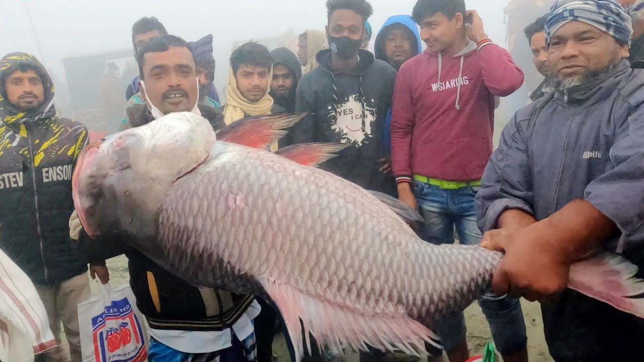 পদ্মায় ধরা পড়লো বিশাল বড় কাতল মাছ নিলামে কত টাকা বিক্রি হলো দেখুন | big padma river fish | DN Eyes