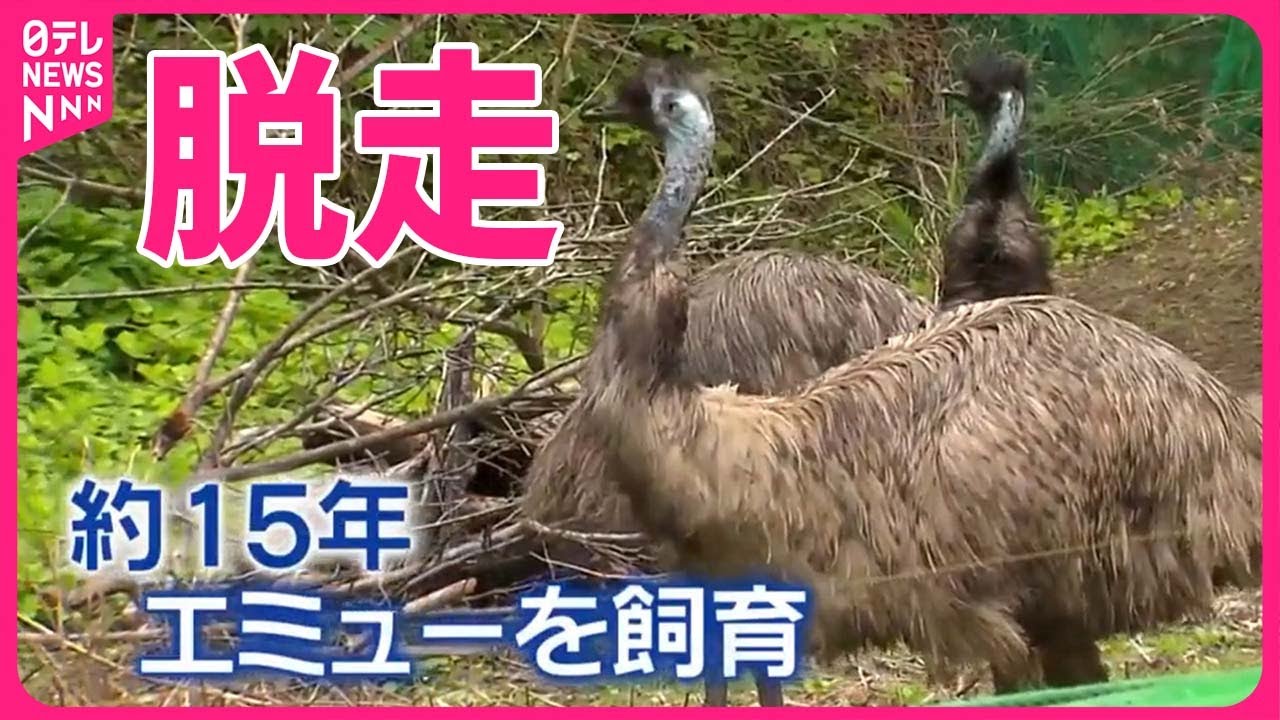 【ペットのエミュー】脱走15年飼育して初めて