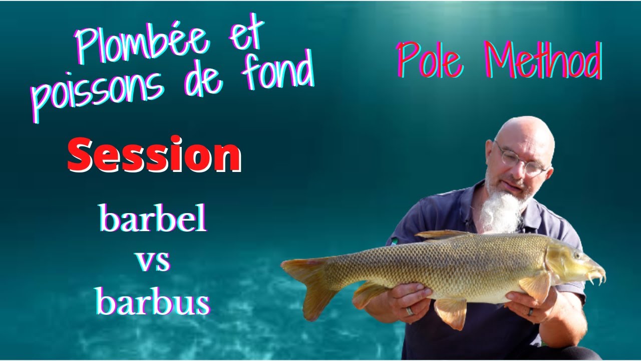 Barbel vs barbus ! session pole method en rivière