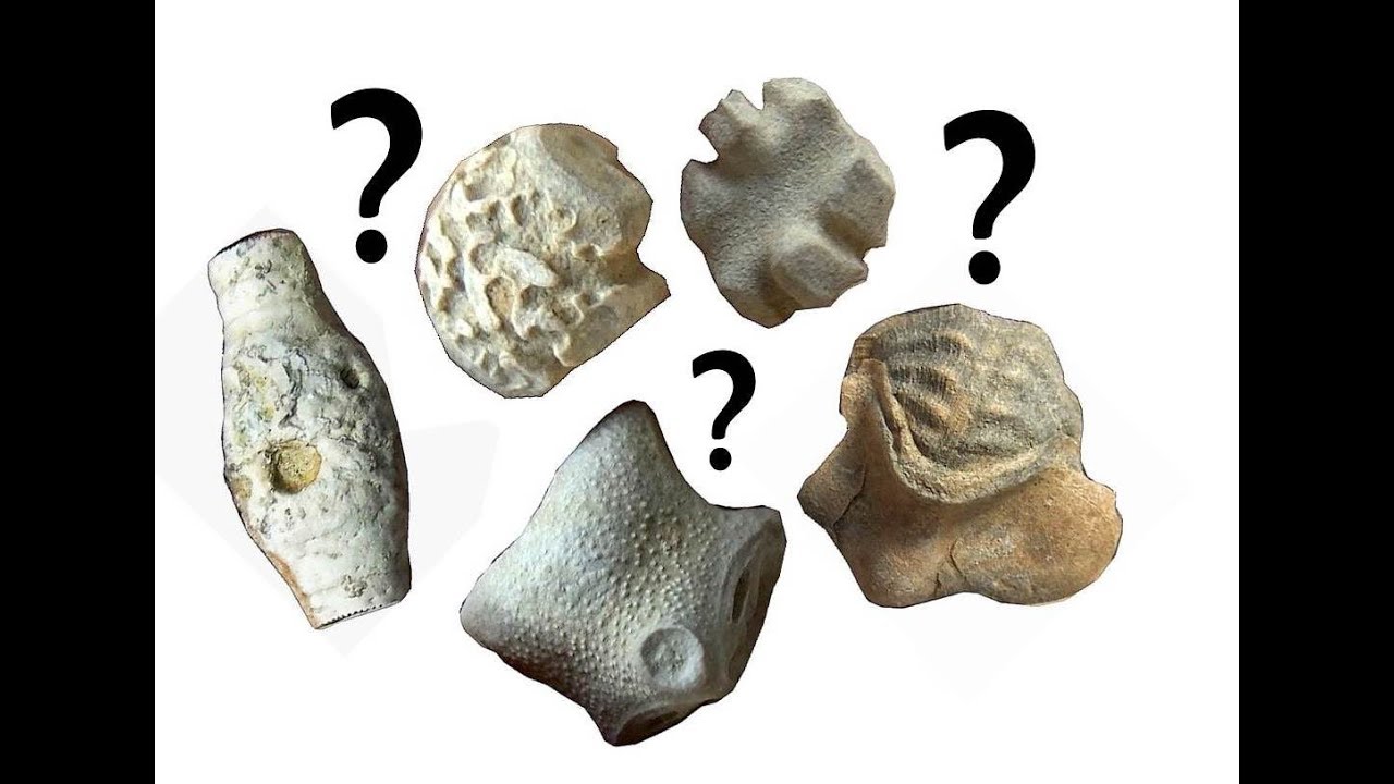 The unusual and simply weird fossils from our collection.