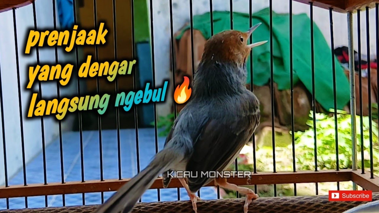 PRENJAK WARWERWOR NARUNG LAWAN 