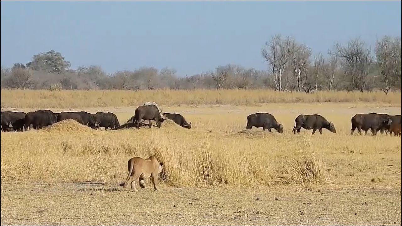 incredible lions catching a calf from buffalo herd video 