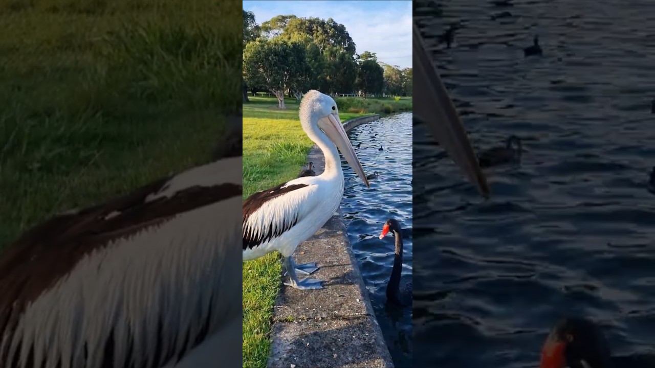 Why Pelicans are the Weirdest Birds #pelican #ducks #park