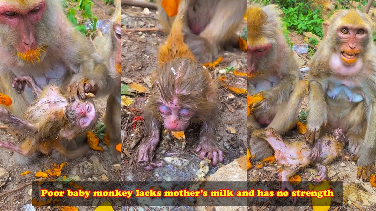 Mother monkey has no milk, poor baby monkey is hungry, so thin and weak