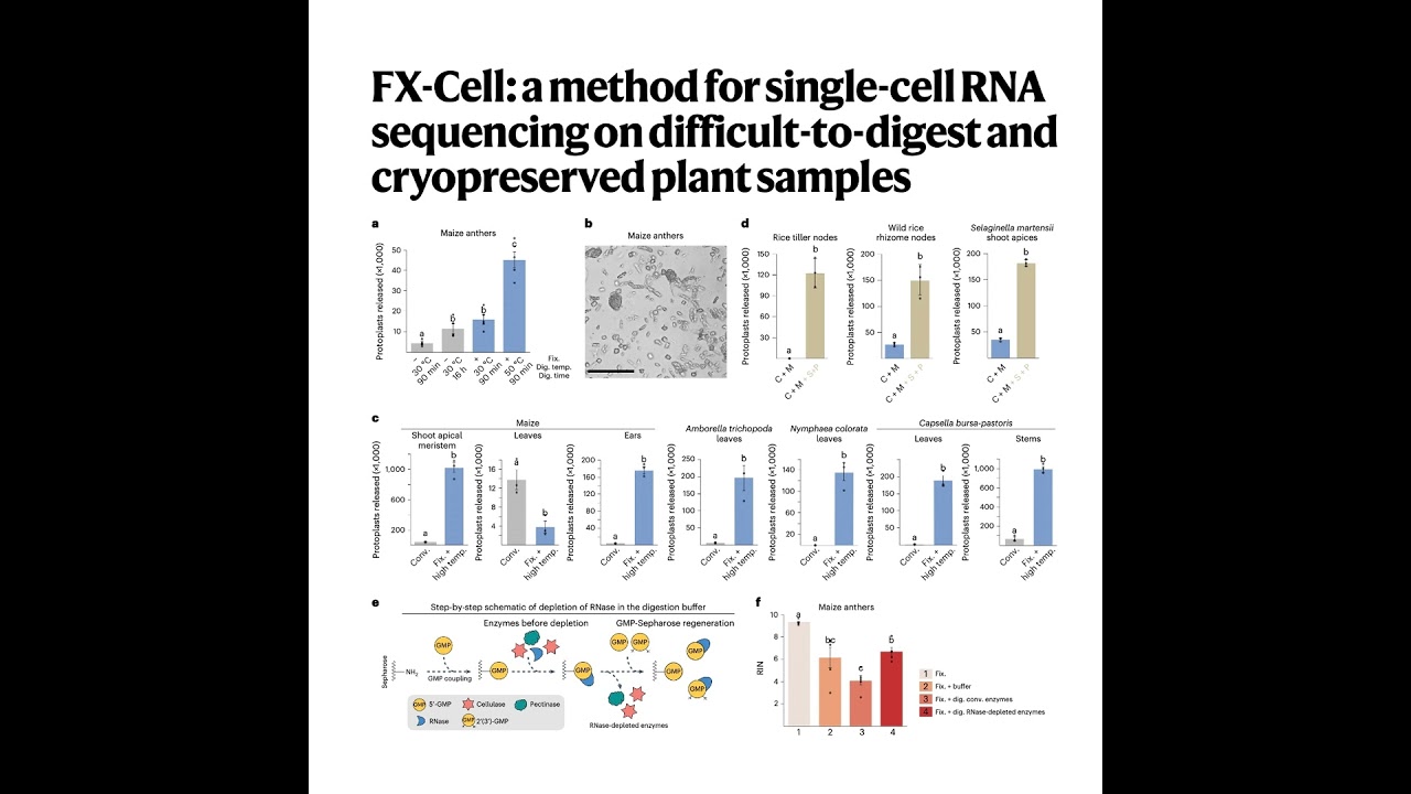 384-FX-Cell: ScRNA Sequencing for Challenging Plant Samples