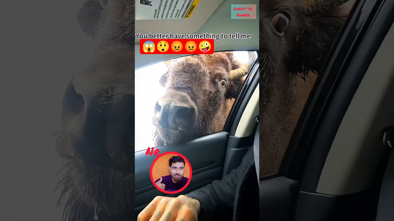 The funny animals videos 😱 try Not to Laugh shorts 792 🤣#shorts #funny #funnyanimal #animals #pets