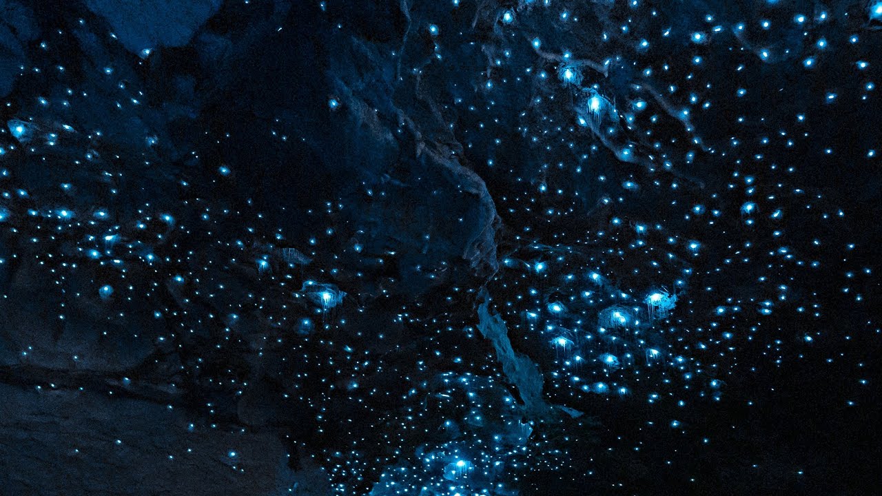 Te Anau Glowworm Cave Tour