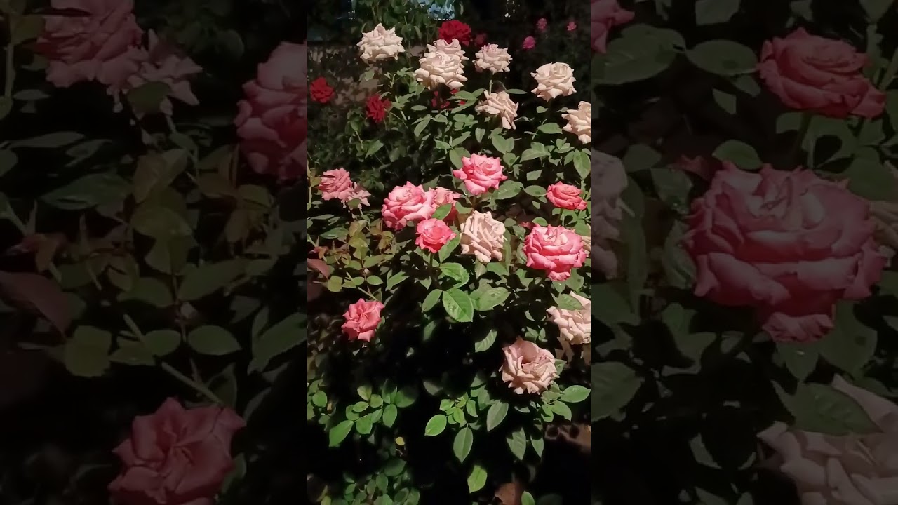 rose flower #rose #flowers