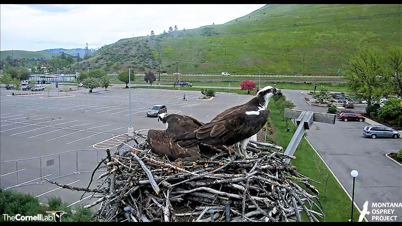 Female intruder follows Iris into the nest, Iris wing slaps her out 2022 06 02 18 19 36 482