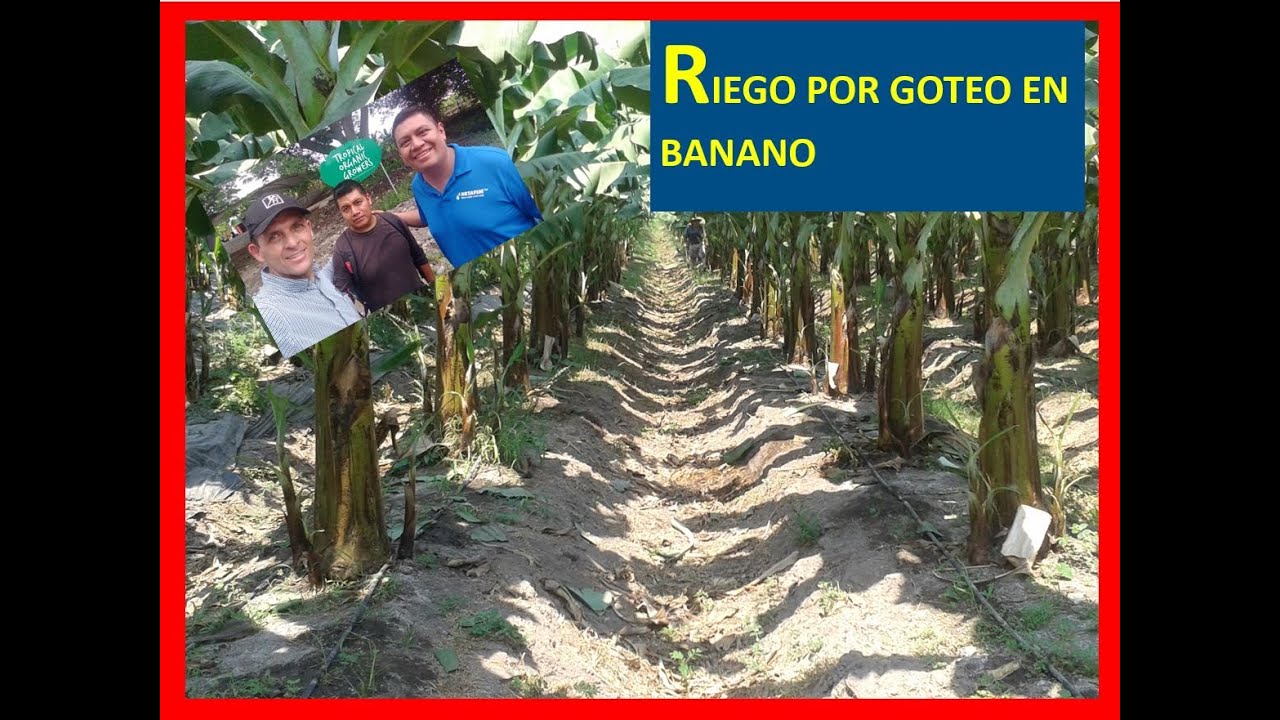 banano con l goteo Netafim  mayo 2016 Tecoman Colima