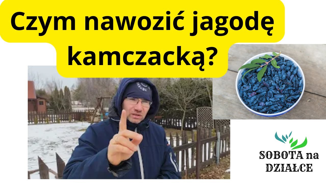 Czym nawozić jagody kamczackie?