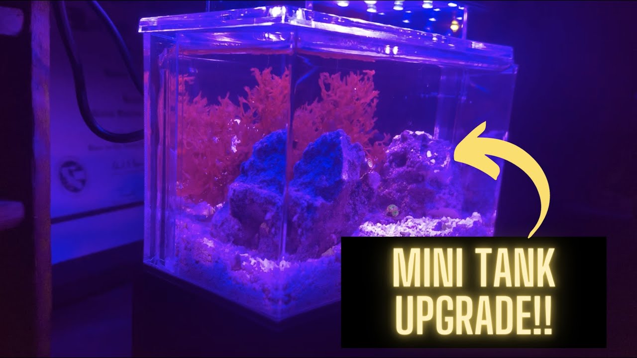 Mini Complete Tank Upgrade / CHANNEL & LAGOON Update