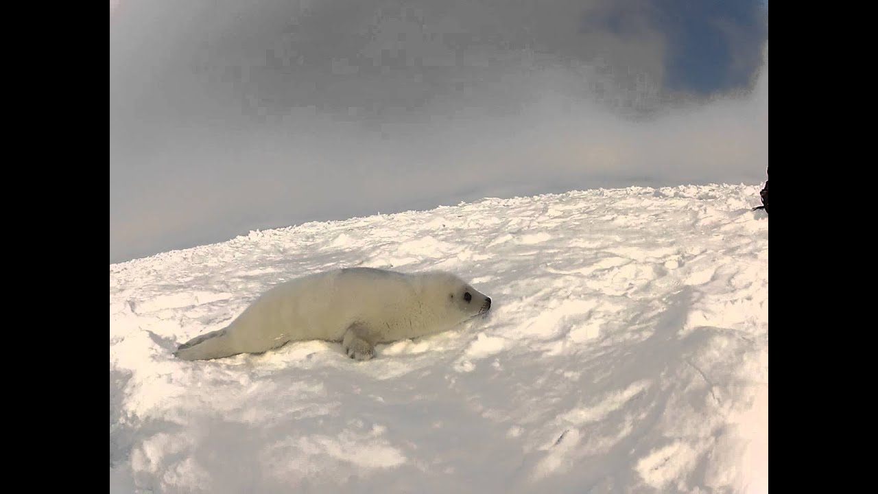 Harp Seals