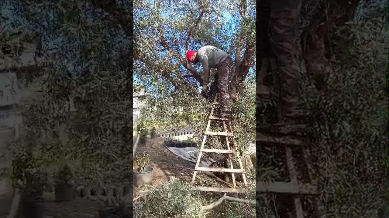 ZEYTİN BUDAMA sert budama nasıl yapılır izle