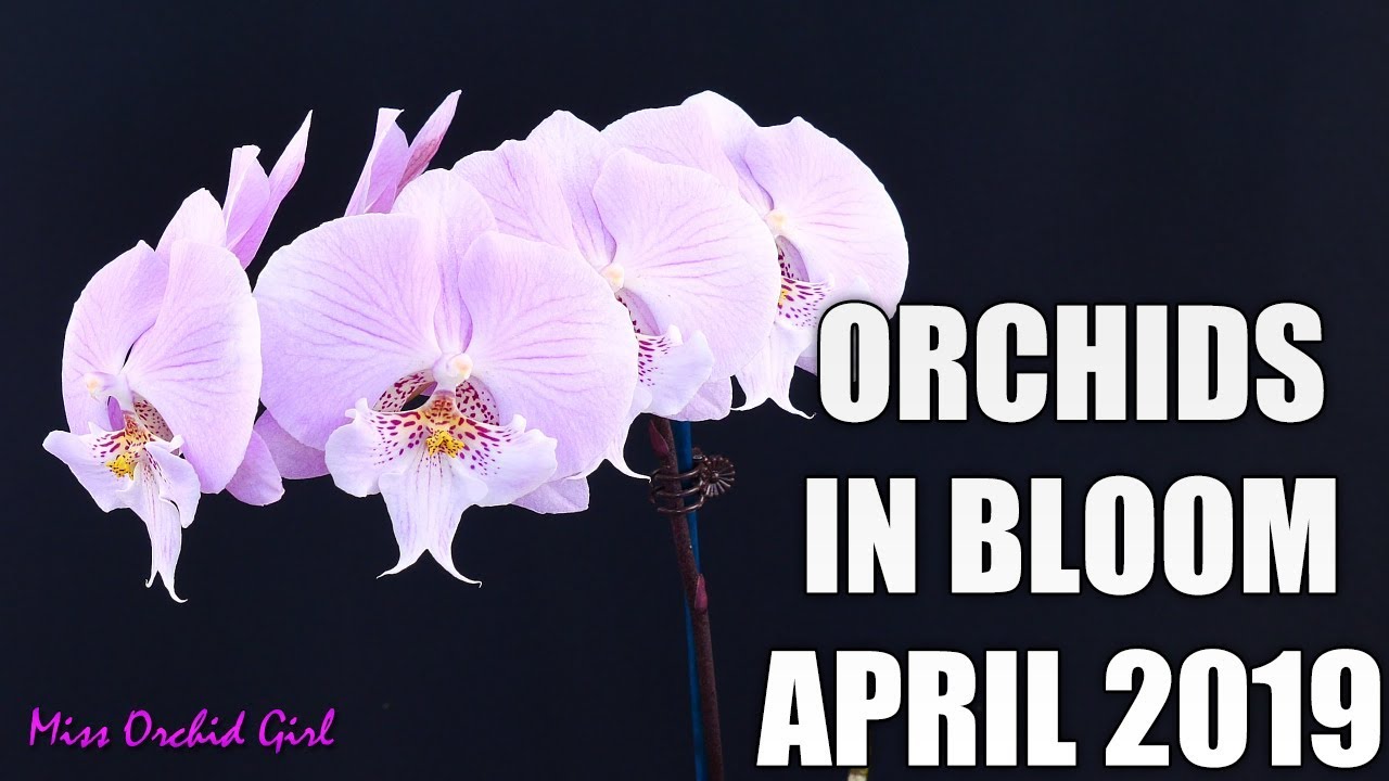 Orchids in bloom - April 2019 | A Phalaenopsis celebration!