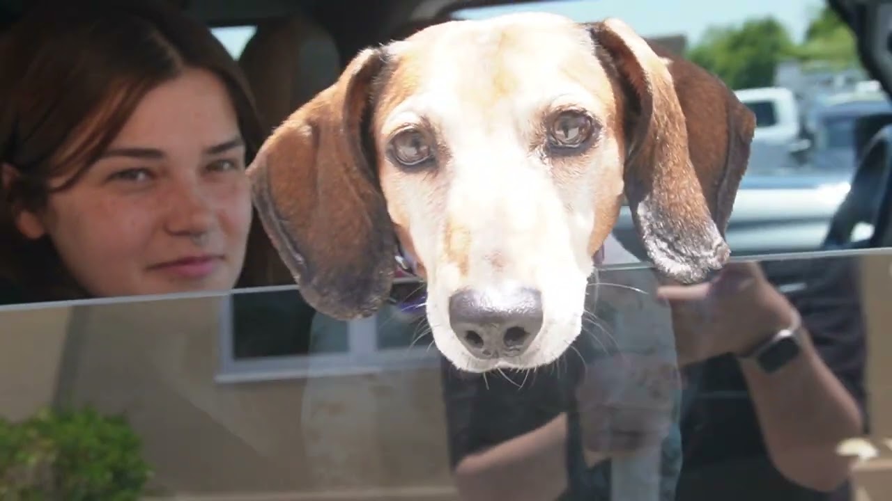 Mabel the Dog Gets a Bark-tastic Sendoff with a Puppy Parade at Archway Glendale