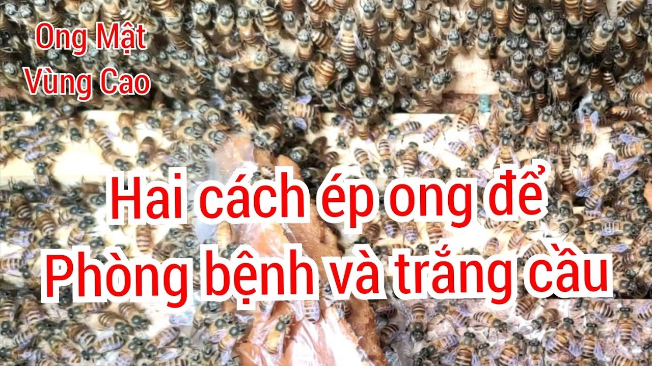 Ong trắng cầu, tụt quân, phát bệnh. 2 cách xử lý! #ktnuoiong #honey #bee #ongmat