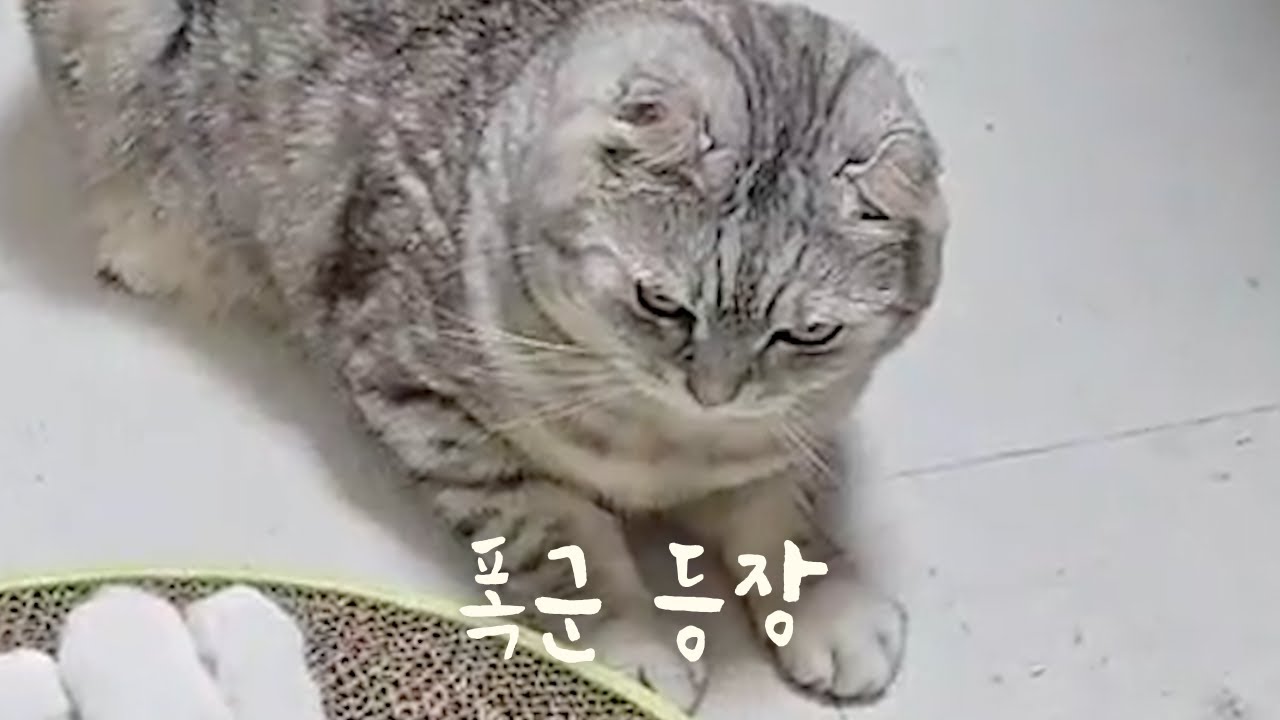 [ENG SUB] 우리 집 서열 1위의 횡포.. 동생들 다 때리고 다니는 골목대장 고양이 (The Boss Cat’s Bully Life)