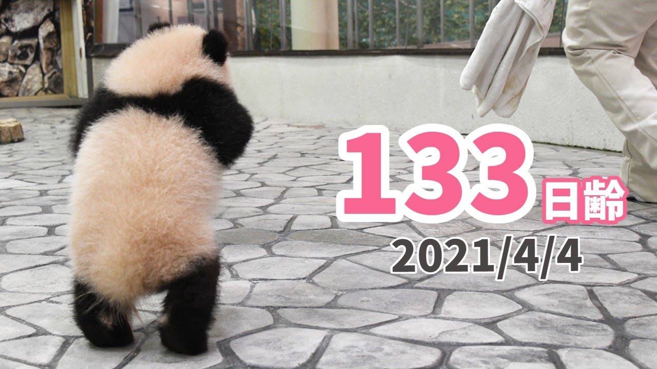 【パンダの赤ちゃん（楓浜）】ハツラツ！！！（133日齢）