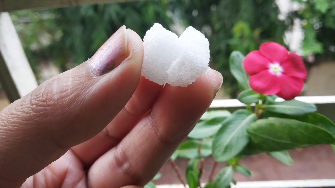 पौधो को कीडो से बचाये, fungus से बचाये और Garden से मच्छर भगाये...Best Pesticide & Fungicide