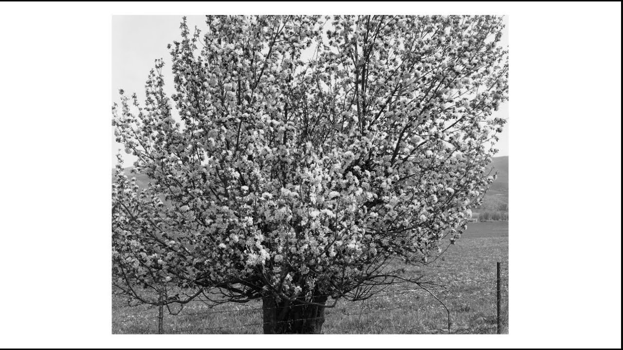 Je pense à Robert Adams en photographiant